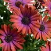 Ostica™ Bronze Osteospermum Plant -Annual Plants Popular Shop ostica bronze osteospermum plant 887 detail