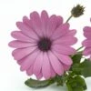 Ostica™ Pink Osteospermum Plant -Annual Plants Popular Shop ostica pink osteospermum plant 169 detail