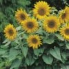 Pacino Gold Sunflower -Annual Plants Popular Shop pacino gold sunflower plant 2145 detail