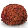 Belgian Mum® Padre Orange Plant 1 Belgian Mum® Padre Orange Plant -Annual Plants Popular Shop padre orange hardy belgian mum plant 191 detail