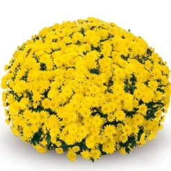Belgian Mum® Padre Yellow Plant