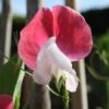 Painted Lady Sweet Pea Flowers -Annual Plants Popular Shop painted lady sweet peas flowers 1353 detail