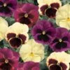 Delta™ Premium Apple Cider Mix Pansy -Annual Plants Popular Shop pansy delta premium apple cider mix plant 1748 detail