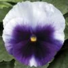 Delta™ Premium Beaconsfield Pansy -Annual Plants Popular Shop pansy delta premium beaconsfield plant 852 detail