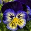 Delta™ Premium Blue Morpho Pansy -Annual Plants Popular Shop pansy delta premium blue morpho plant 1343 detail