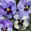 Delta™ Premium Marina Pansy -Annual Plants Popular Shop pansy delta premium marina plant 748 detail