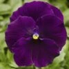 Delta™ Premium Pure Violet Pansy 1 Delta™ Premium Pure Violet Pansy -Annual Plants Popular Shop pansy delta premium pure violet plant 1770 detail