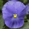 Delta™ Premium True Blue Pansy 1 Delta™ Premium True Blue Pansy -Annual Plants Popular Shop pansy delta premium true blue plant 1233 detail