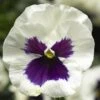 Delta™ Premium White Blotch Pansy 2 Delta™ Premium White Blotch Pansy -Annual Plants Popular Shop pansy delta premium white blotch plant 881 detail