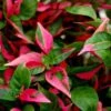 Party Time Alternanthera Plant -Annual Plants Popular Shop party time alternanthera 1593 detail