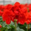 Patriot™ Bright Red Zonal Geranium Plant 2 Patriot™ Bright Red Zonal Geranium Plant -Annual Plants Popular Shop patriot bright red zonal geranium plant 1447 detail