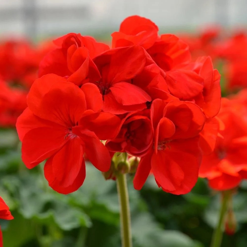Patriot™ Bright Red Zonal Geranium Plant 3 Patriot™ Bright Red Zonal Geranium Plant