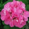 Patriot™ Tickled Pink Zonal Geranium Plant -Annual Plants Popular Shop patriot geranium tickled pink plant 757 detail