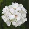 Patriot™ White Zonal Geranium Plant 1 Patriot™ White Zonal Geranium Plant -Annual Plants Popular Shop patriot white geranium plant 1414 detail