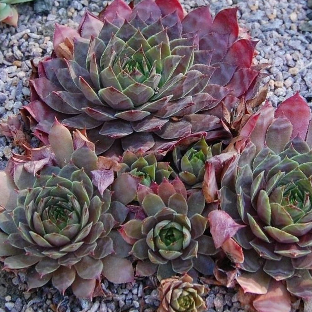 Peggy Sempervivum (Hens And Chicks) 3 Peggy Sempervivum (Hens And Chicks)