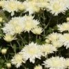 Bristol White Perennial Mum Plant 1 Bristol White Perennial Mum Plant -Annual Plants Popular Shop perennial mum bristol white plant 1655 detail