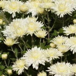 Bristol White Perennial Mum Plant