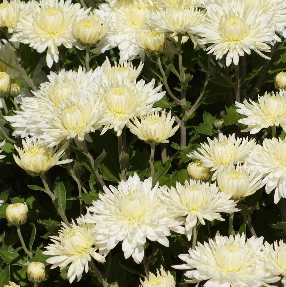 Bristol White Perennial Mum Plant 3 Bristol White Perennial Mum Plant