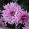 Grandchild Perennial Mum Plant -Annual Plants Popular Shop perennial mum grandchild plant 2061 detail
