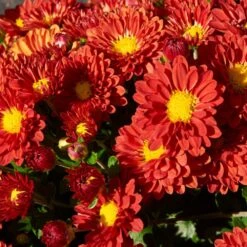 Firedance Igloo Perennial Mum Plant
