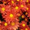 Pumpkin Igloo Perennial Mum Plant -Annual Plants Popular Shop perennial mum igloo pumpkin plant 1156 detail