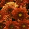 Warm Igloo Perennial Mum Plant -Annual Plants Popular Shop perennial mum igloo warm plant 621 detail