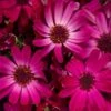 Senetti Ruby Red Pericallis -Annual Plants Popular Shop pericalli senetti ruby red plant 1139 detail