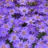 Senetti Baby Blue Pericallis -Annual Plants Popular Shop pericallis baby senetti blue plant 1834 detail