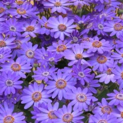 Senetti Baby Blue Pericallis