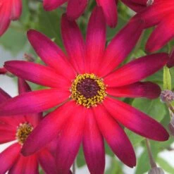 Senetti Magic Merlot Pericallis