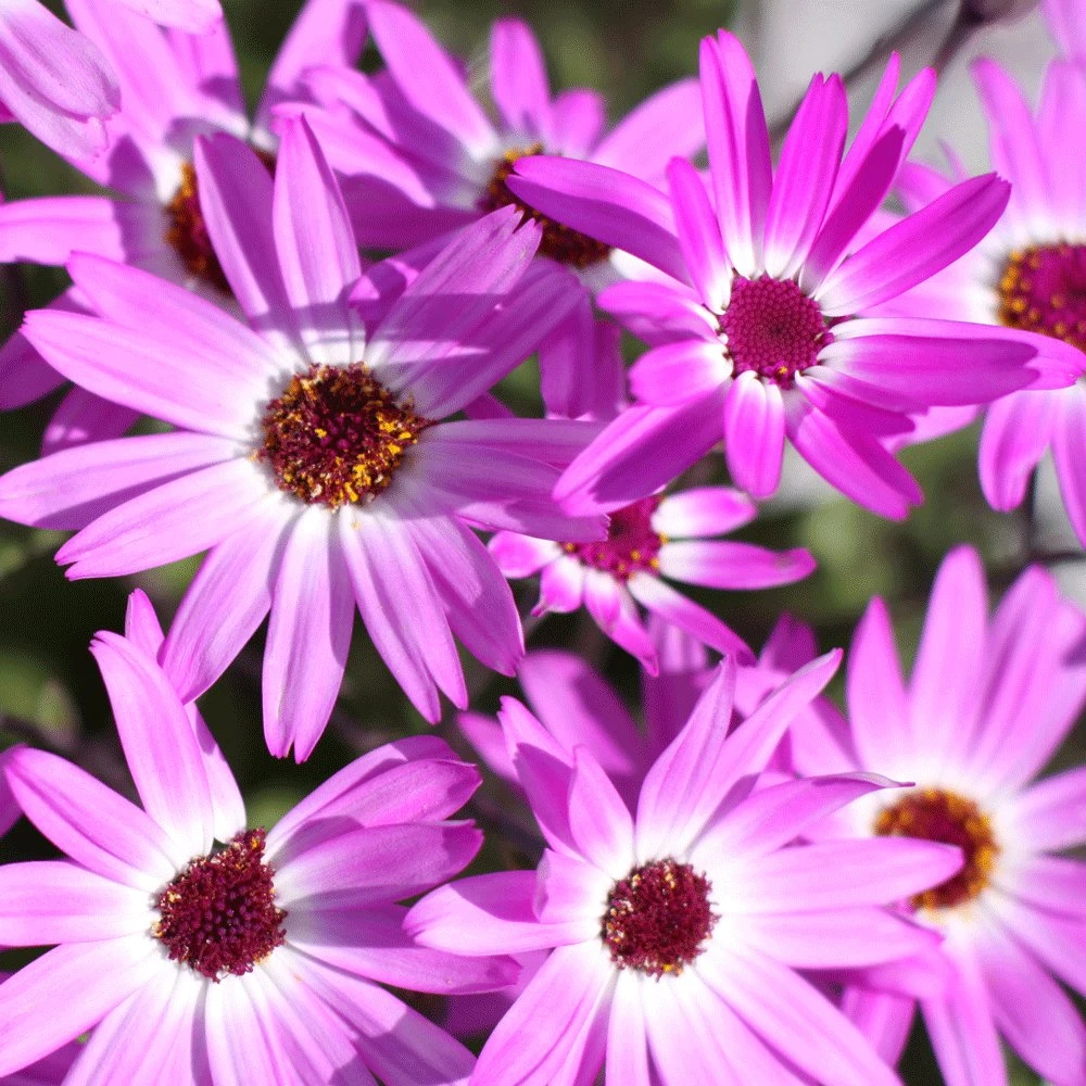 Senetti® Pink Bicolor Pericallis 3 Senetti® Pink Bicolor Pericallis