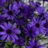 Senetti Super Blue Pericallis 1 Senetti Super Blue Pericallis -Annual Plants Popular Shop pericallis senetti super blue plant 543 detail