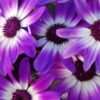 Senetti Violet Bicolor -Annual Plants Popular Shop pericallis senetti violet bicolor plant 1795 detail