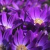 Senetti Violet Pericallis -Annual Plants Popular Shop pericallis senetti violet plant 306 detail