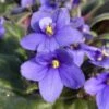 Periwinkle African Violet -Annual Plants Popular Shop periwinkle african violet plant 1971 detail