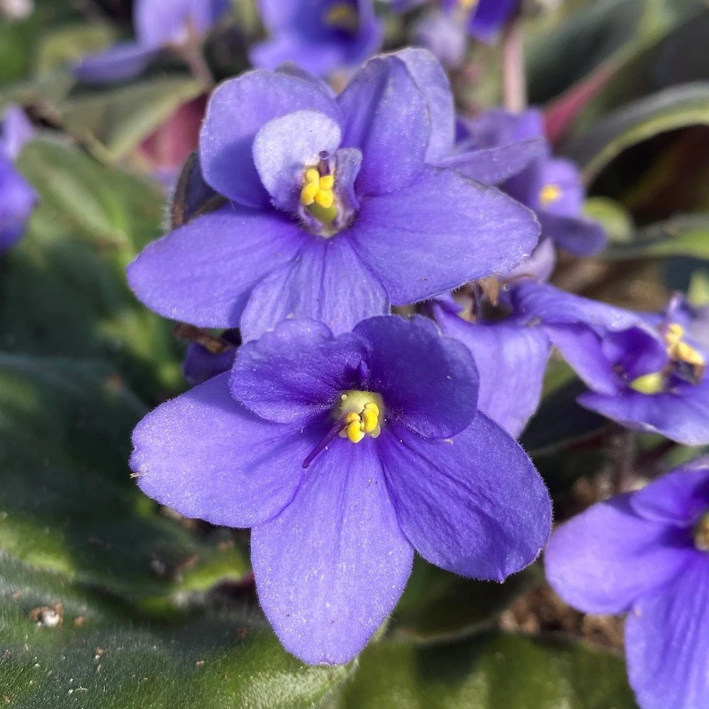 Periwinkle African Violet 3 Periwinkle African Violet