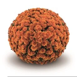 Belgian Mum® Peroni Orange Plant