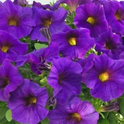 SuperCal® Blue Petchoa Plant