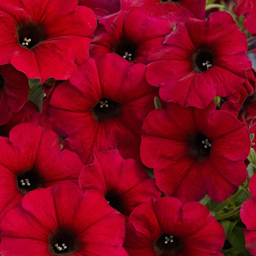 SuperCal® Crimson Red Petchoa Plant 3 SuperCal® Crimson Red Petchoa Plant