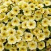 SuperCal® Light Yellow Petchoa Plant -Annual Plants Popular Shop petchoa supercal light yellow plant 1916 detail