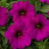 SuperCal® Purple Petchoa Plant 2 SuperCal® Purple Petchoa Plant -Annual Plants Popular Shop petchoa supercal purple plant 783 detail