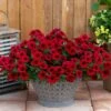 SuperCal® Royale Red Petchoa Plant -Annual Plants Popular Shop petchoa supercalroyal red plant 2178 detail
