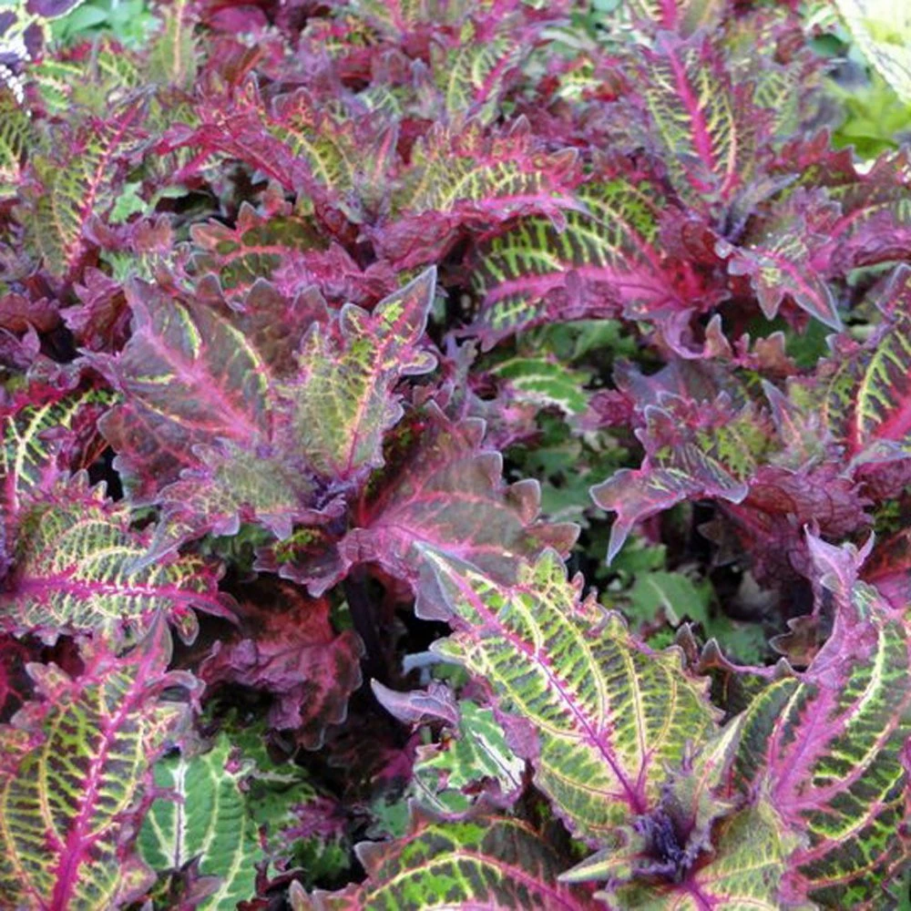 Peters Wonder Coleus Plant 3 Peters Wonder Coleus Plant
