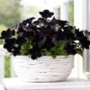 Crazytunia® Black Mamba Petunia Plant -Annual Plants Popular Shop petunia crazytunia black mamba plant 1791 detail