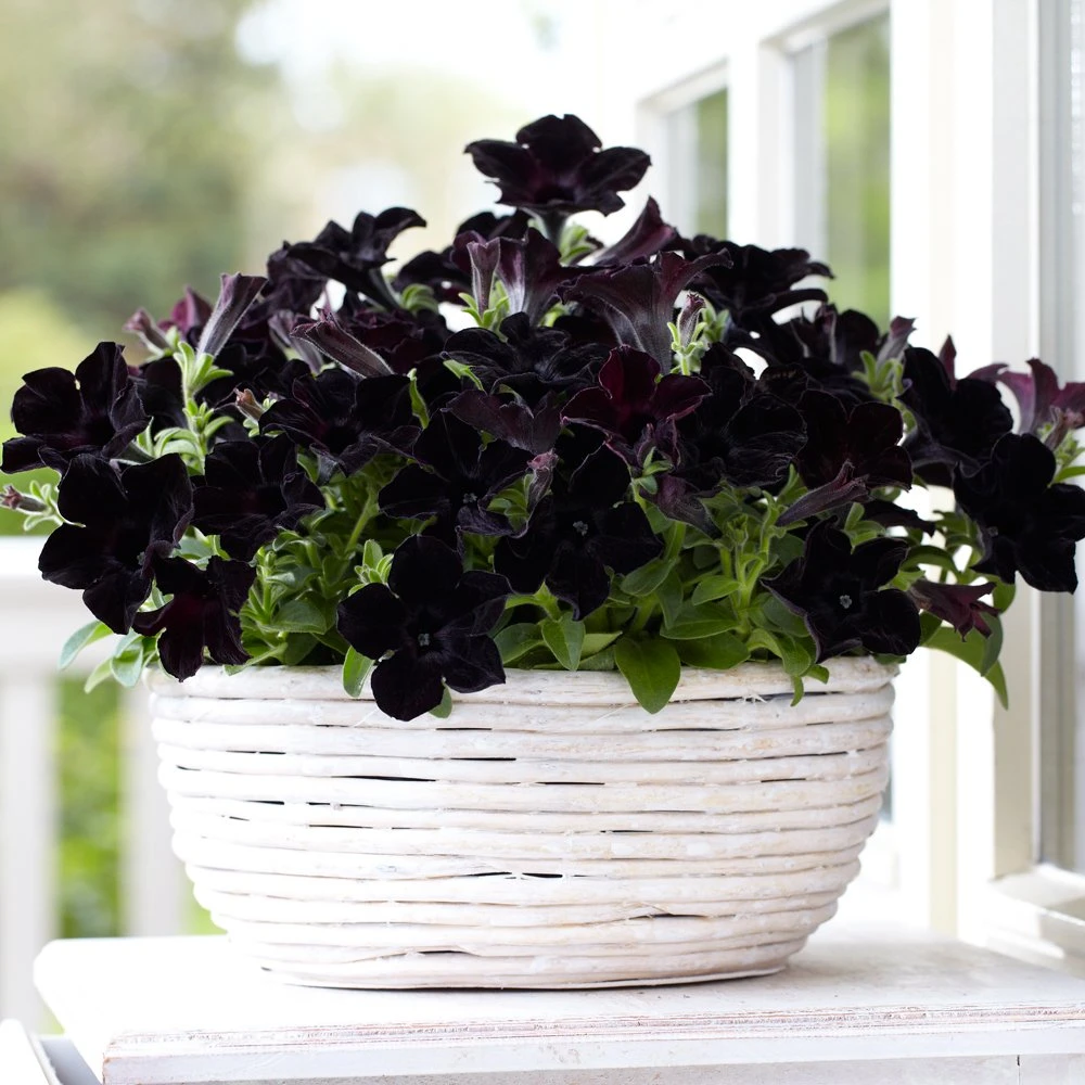 Crazytunia® Black Mamba Petunia Plant 3 Crazytunia® Black Mamba Petunia Plant