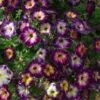 Crazytunia® Moonstruck Petunia Plant 1 Crazytunia® Moonstruck Petunia Plant -Annual Plants Popular Shop petunia crazytunia moonstruck plant 1327 detail