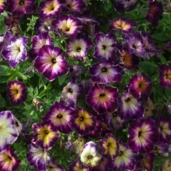 Crazytunia® Moonstruck Petunia Plant
