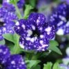 Headliner™ Night Sky Petunia Plant 2 Headliner™ Night Sky Petunia Plant -Annual Plants Popular Shop petunia headliner night sky plant 1950 detail
