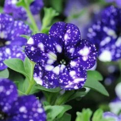 Headliner™ Night Sky Petunia Plant