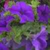 Surfinia® Giant Blue Petunia Plant 2 Surfinia® Giant Blue Petunia Plant -Annual Plants Popular Shop petunia plant surfinia trailing giant blue 256 detail